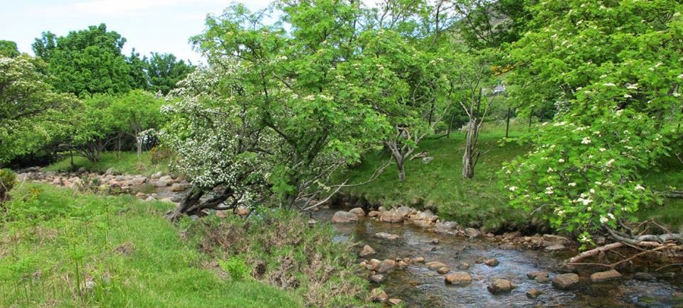 1482906_205298962996992_1964150020_n